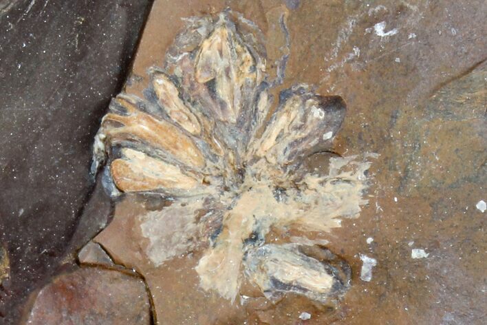 Fossil Reproductive Structure (Amersinia) - North Dakota #165067